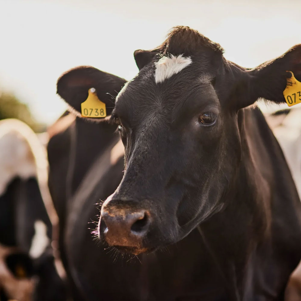 Cows head with yellow ear tags